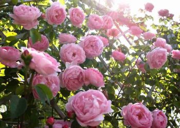 Hoa hồng leo trong giai đoạn nở bung rực rỡ khoe sắc thắm