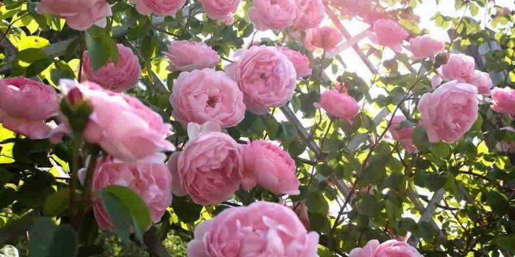 Hoa hồng leo trong giai đoạn nở bung rực rỡ khoe sắc thắm