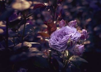 Những điều cần biết về loài hoa hồng sắc tím