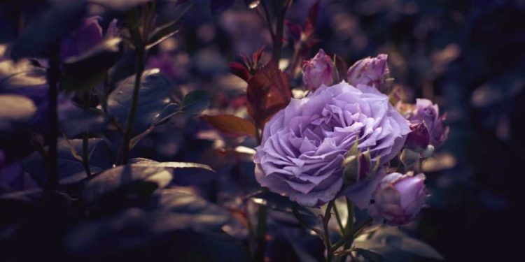 Những điều cần biết về loài hoa hồng sắc tím