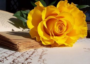 Hoa hồng vàng xuất hiện từ khá sớm 