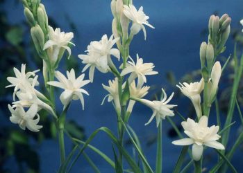 Hoa huệ mang vẻ đẹp vừa tinh khiết vừa sang trọng