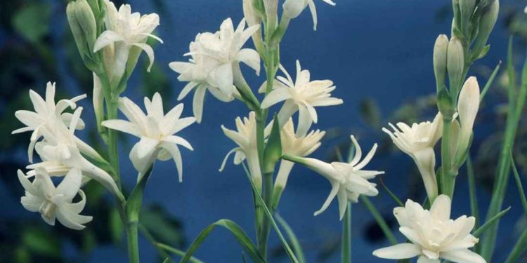 Hoa huệ mang vẻ đẹp vừa tinh khiết vừa sang trọng