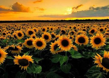 Hoa hướng dương tượng trưng cho nhiều ý nghĩa khác nhau