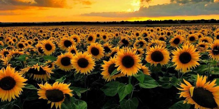 Hoa hướng dương tượng trưng cho nhiều ý nghĩa khác nhau