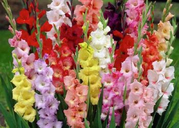 Hoa lay ơn đa dạng với nhiều màu sắc