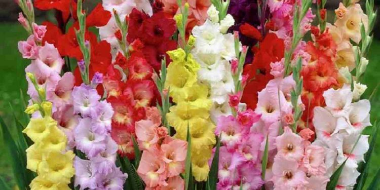 Hoa lay ơn đa dạng với nhiều màu sắc