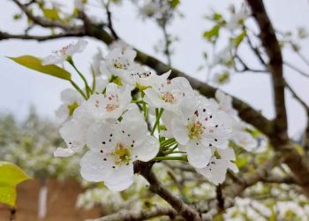 Hoa lê còn có tên gọi khác đó là hoa Mắc Cọp