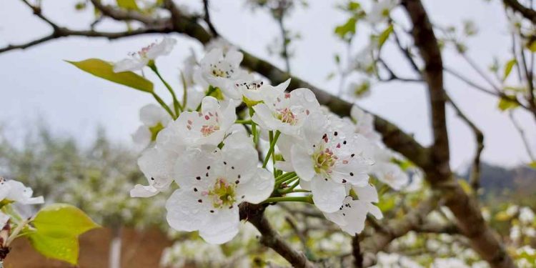 Hoa lê còn có tên gọi khác đó là hoa Mắc Cọp