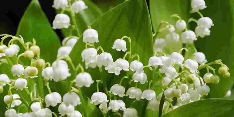 Hoa Lan Chuông có những cái tên phụ mang sức hút lãng mạn