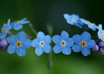 Bông Lưu Ly là một món quà tặng ý nghĩa cho mọi người