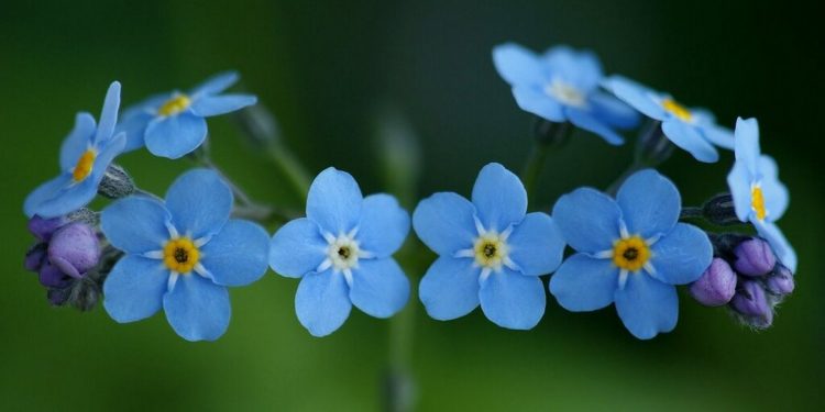 Bông Lưu Ly là một món quà tặng ý nghĩa cho mọi người