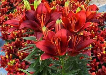 Hoa ly là loài hoa vừa đặc biệt vừa đẹp, giàu ý nghĩa