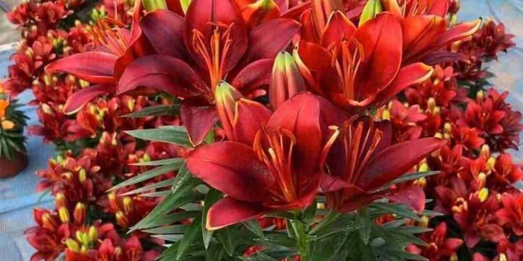 Hoa ly là loài hoa vừa đặc biệt vừa đẹp, giàu ý nghĩa