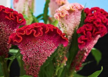 Những thông tin cơ bản về cây hoa mào gà