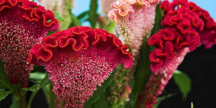 Những thông tin cơ bản về cây hoa mào gà