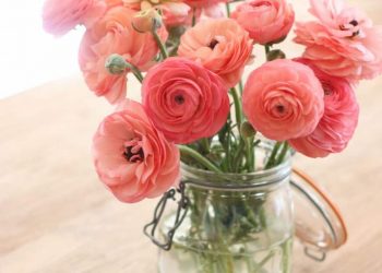 Dùng để trang trí nhà cửa, văn phòng công ty