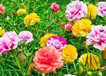 Hoa mười giờ khoe sắc đem đến cảm giác tươi tắn, tràn năng lượng