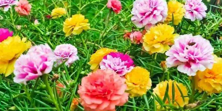 Hoa mười giờ khoe sắc đem đến cảm giác tươi tắn, tràn năng lượng