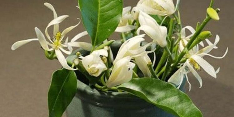 Đặc điểm cụ thể của hoa Ngọc Lan