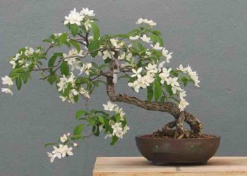 Hoa nguyệt quế là gì?