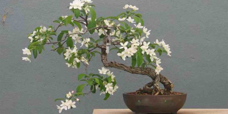 Hoa nguyệt quế là gì?