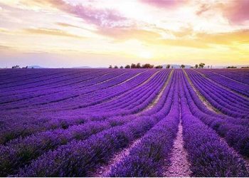 Hoa oải hương còn được gọi là hoa Lavender các bạn trẻ rất thích 