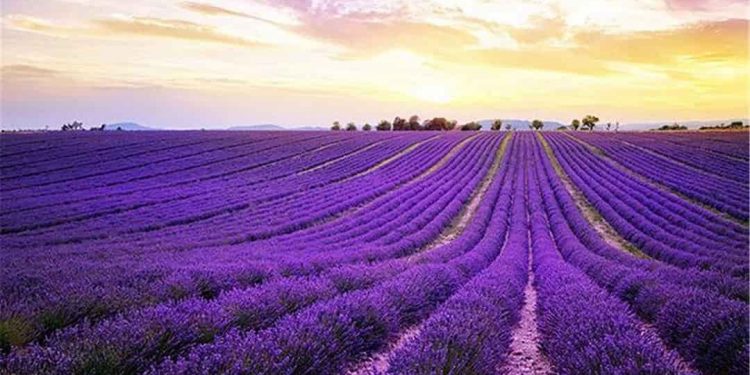 Hoa oải hương còn được gọi là hoa Lavender các bạn trẻ rất thích