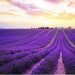 Hoa oải hương còn được gọi là hoa Lavender các bạn trẻ rất thích