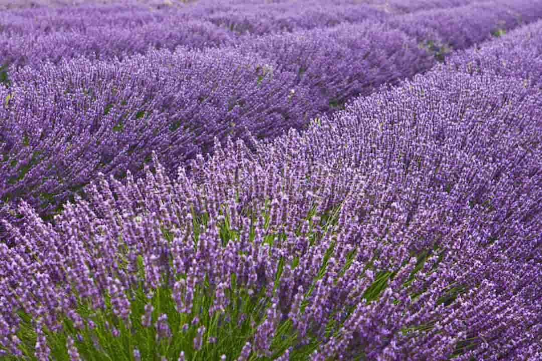 Lavender khô trong phòng ngủ mang tới sự may mắn, thoải mái 