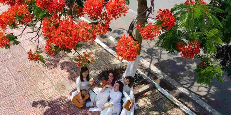 Thời học trò tươi vui dưới tán cây hoa phượng