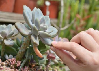 Sen đá có thể sử dụng làm thức ăn 