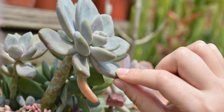 Sen đá có thể sử dụng làm thức ăn 