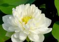 Hoa sen trắng là loài hoa được sử dụng nhiều trong phật giáo