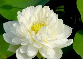 Hoa sen trắng là loài hoa được sử dụng nhiều trong phật giáo