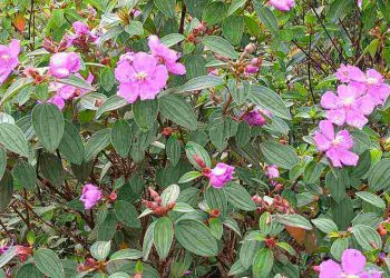 Loài hoa mang đầy ý nghĩa của tình yêu và chung thủy