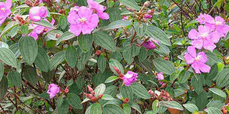 Loài hoa mang đầy ý nghĩa của tình yêu và chung thủy