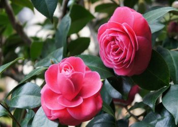 Ý nghĩa của hoa Sơn trà