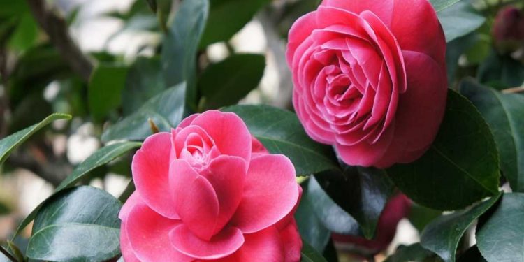 Ý nghĩa của hoa Sơn trà