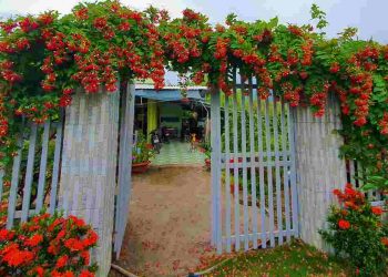 Mô tả vẻ đẹp của hoa sử quân tử