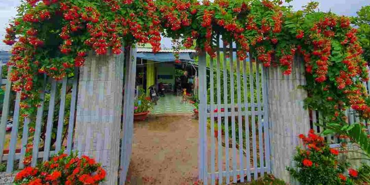 Mô tả vẻ đẹp của hoa sử quân tử