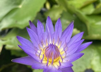 Bông súng có hương thơm tự nhiên nhẹ dịu và thanh mát