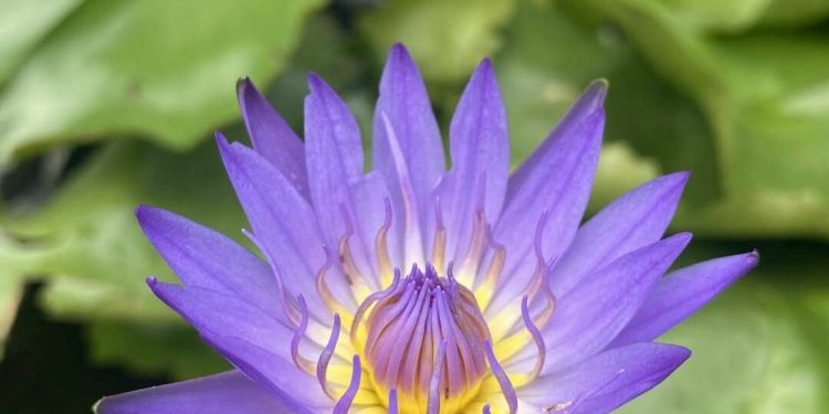 Bông súng có hương thơm tự nhiên nhẹ dịu và thanh mát