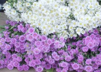 Đặc điểm của Thạch Thảo