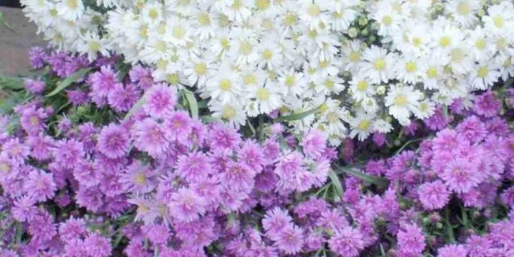 Đặc điểm của Thạch Thảo