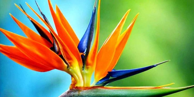 Đặc điểm cấu tạo của hoa Thiên Điểu