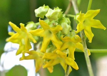 Hoa thiên lý được trồng khá phổ biến tại Việt Nam