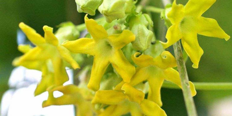 Hoa thiên lý được trồng khá phổ biến tại Việt Nam