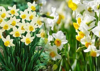 Hoa thủy tiên sở hữu nhiều màu sắc sặc sỡ