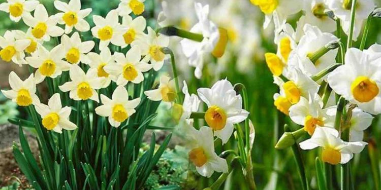 Hoa thủy tiên sở hữu nhiều màu sắc sặc sỡ